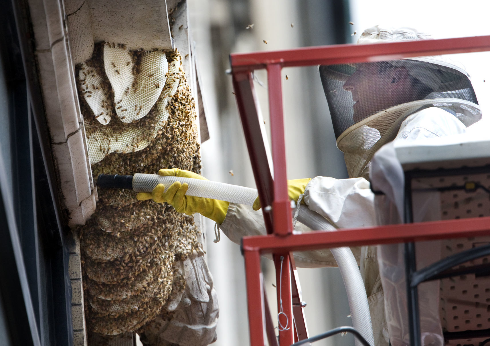 Honeybee removal